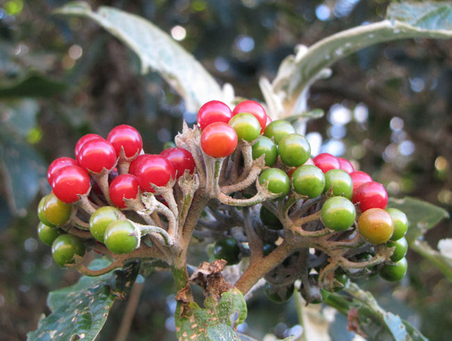Solanum giganteum